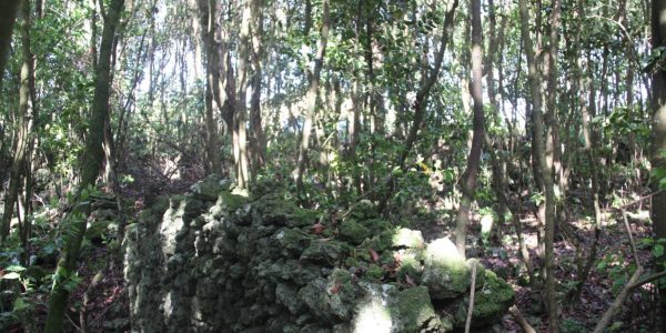 Kikis Azoren Wald