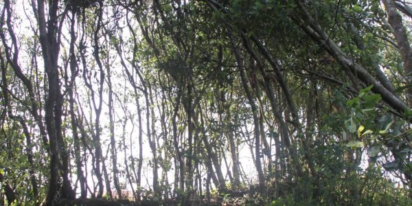 Kikis Azoren Wald