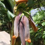 Kikis-Azoren Garten Banane